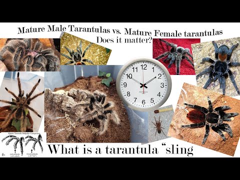 Male vs. Female tarantulas, what are tarantula "slings"???