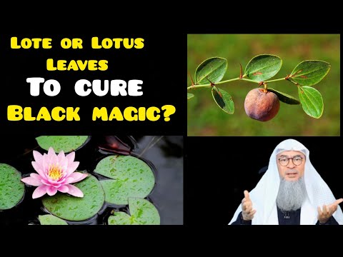 Are Lote or Lotus leaves used to treat black magic? - Assim al hakeem