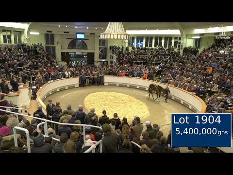 👑 Alcohol Free sells for 5,400,000gns at the Tattersalls December Mares Sale