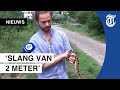 Den Haag in paniek door wilde stierslangen