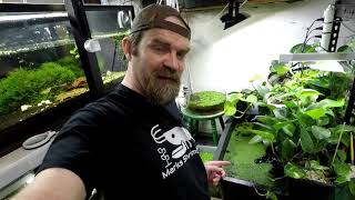 What Is In My Beautiful Shrimp Tank Cull Tub - Lets Find Out