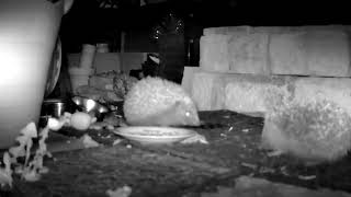 A fight between Patch and Hazel over food...(March 2022)