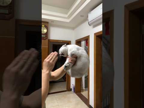 The cat’s mistake made the owner angry 😾😭