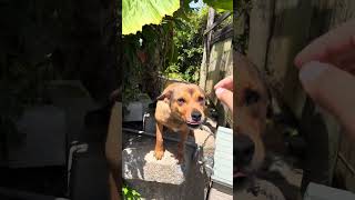 雑種スマイル#沖縄 #犬 #田舎 #田舎暮らし #雑種犬 #散歩