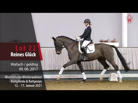 Winterauktion Reitpferde & Reitponys Lot 22 Reines Glück Wallach v. Rubin-Royal - Show Star