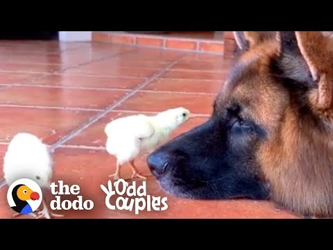 These animals will have you laughing