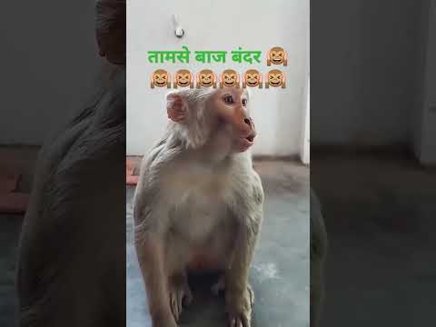 #comedy #funny #monkey #animals short #video #dalbir gill