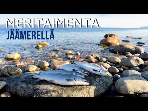 Kalastusta Norjassa- Meritaimenta jäämerellä