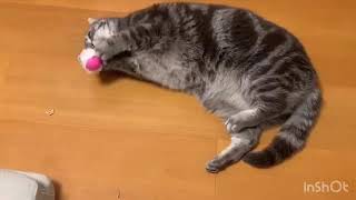 新しいおもちゃの差し入れで遊ぶ猫