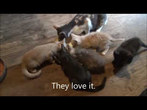 A Chewy delivery for sick kittens