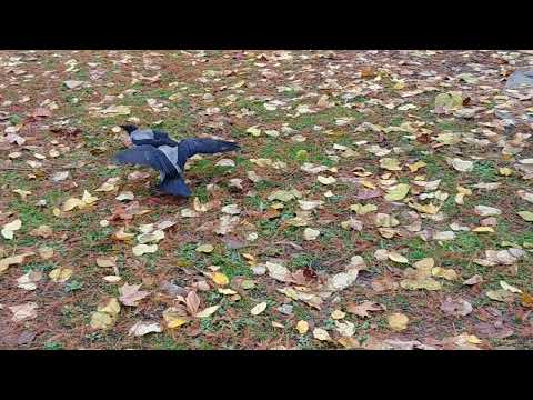 Crow Vs crow or raven Vs raven