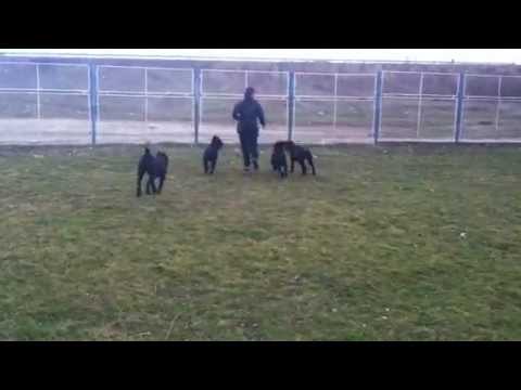 Nero first steps in agility - S.M.A.R.T. training of dogs