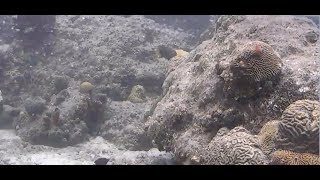 Caribbean Coral Reef Camera by Explore.org | The Dodo Tranquil Tuesdays LIVE