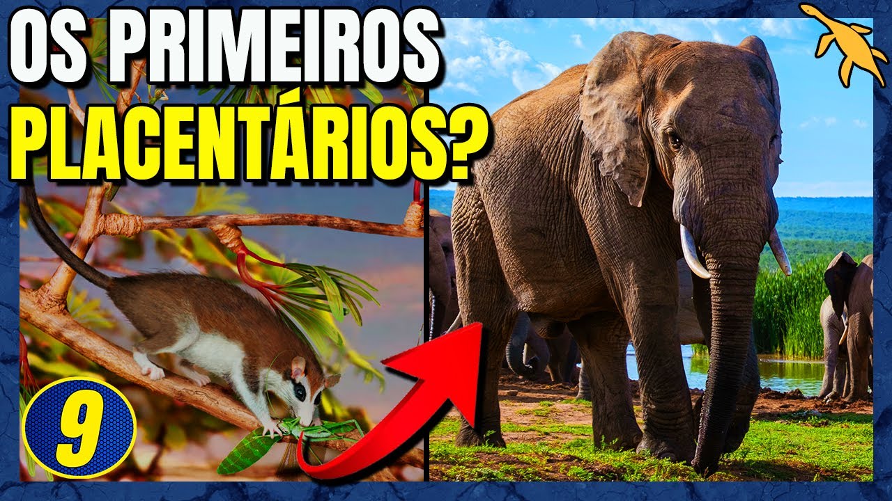 ORIGEM e EVOLUÇÃO dos MAMÍFEROS PLACENTÁRIOS: ESPECIAL Parte 9 (Eutheria)
