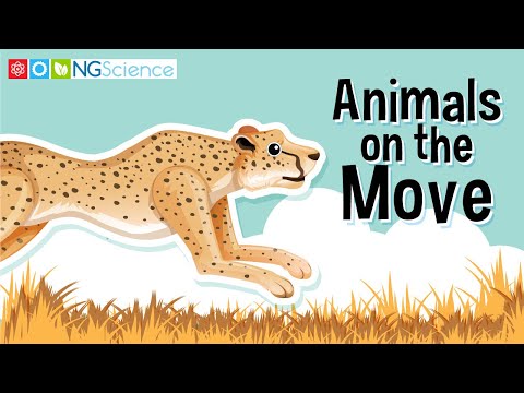 Animal Movements