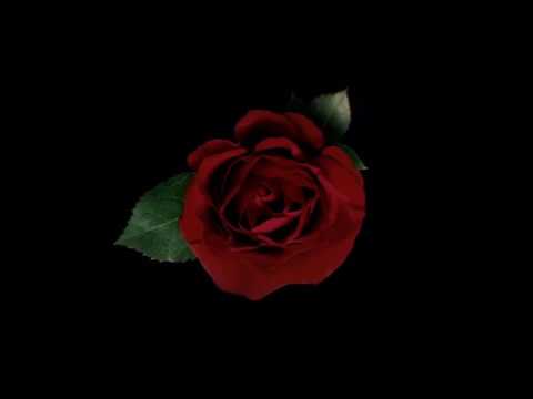 Wim Mertens - Close Cover (1983)