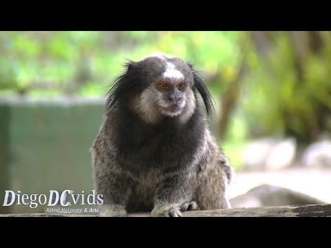 download lagu mp3 mp4 Cebidae, download lagu Cebidae gratis, unduh video klip Cebidae