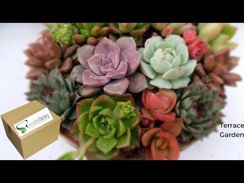 download lagu mp3 mp4 Succulent Live Plants Online India, download lagu Succulent Live Plants Online India gratis, unduh video klip Succulent Live Plants Online India
