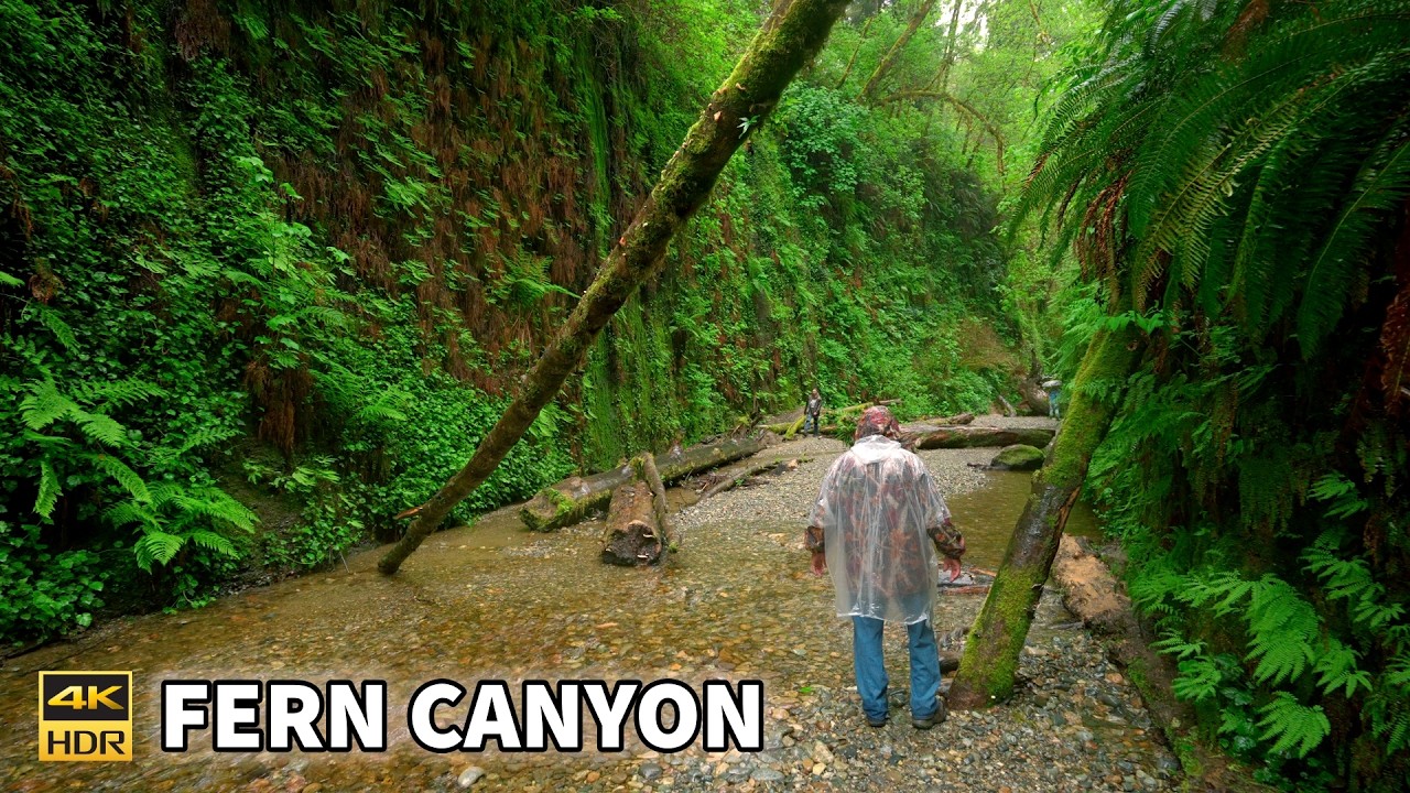 Fern Canyon 🌿 | Prairie Creek Redwoods State Park California | Jurassic Park 4K 60 FPS