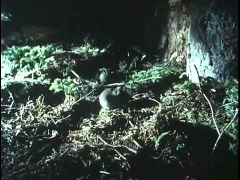 download lagu mp3 mp4 David Attenborough Wild Canada, download lagu David Attenborough Wild Canada gratis, unduh video klip David Attenborough Wild Canada