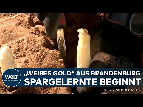 DEUTSCHLAND: Weißes Gold - jetzt wird gestochen! Spargelernte startet spät aber Preise explodieren