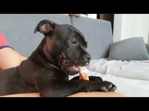 Staffordshire Bull Terrier 12 weeks❤️