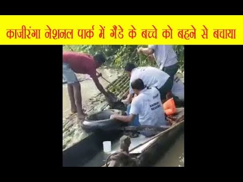 Video : काजीरंगा नेशनल पार्क में रेस्क्यु टीम ने गैंडे के बच्चे को बहने से बचाया Video : काजीरंगा नेशनल पार्क में रेस्क्यु टीम ने गैंडे के बच्चे को बहने से बचाया
