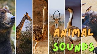 Collection of Animal Sounds: Goat, Cow, Pig, Buffalo, Cat, Giraffe, Sheep - Animal Sounds