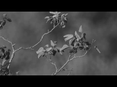 Doctor Faustus, Thomas Mann