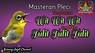 Download lagu Masteran Pleci Tembakan Wit Wit Wit Sambung Tulit Tulit Sejalur Suara Jernih mp3