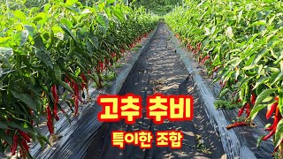 괴산청결고추 특이한 조합 추비 파워성장엔 하이밸런스 퍼티케어 칼마그 혼합 충북 괴산 풀뿌리농장 [고추재배방법…