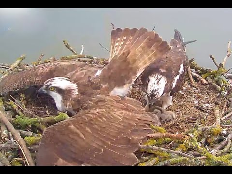 Crash landing at Rutland Ospreys. 17 May 2021