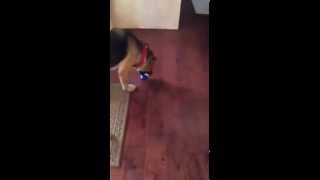 Molly the Jewish Dog and her dreidel