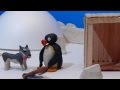 Pingu's the thing