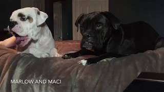 Boxer Lullaby - Marlow & Maci