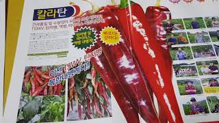 대박날 고추품종 선택 도움 주기