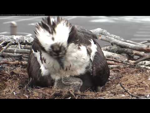 Osprey Chick Defecates Towards Edge of Nest Bowl – June 16, 2017