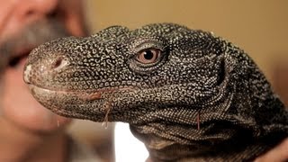 5 Cool Facts about Monitor Lizards | Pet Reptiles