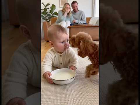 犬のミルクを飲んでしまい、犬に文句を言われた赤ちゃん、どうしていいか分からず固まってしまう。。。#dog #baby #cute #funny #shorts #shortvideo #赤ちゃん