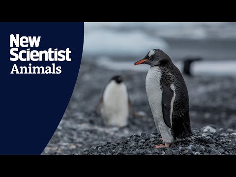 Antarctic Gentoo penguins found breeding further south due to ...