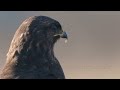Buzzard, Common buzzard, Buteo buteo, Mäusebussard