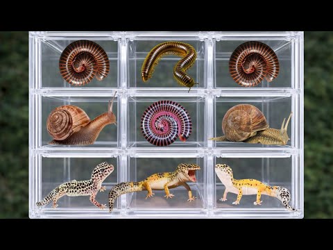 Warning!! What Happens When You Catch a Giant Millipede? #animals #millipede #hunting #catching 