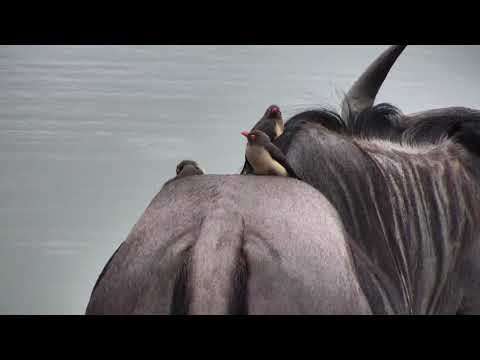 Djuma: Wildebeest Bull - 08:19 - 11/19/18