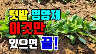 시금치에 양파즙 뿌려 봤어요 / 시금치영양제 주기 / 월동시금치관리