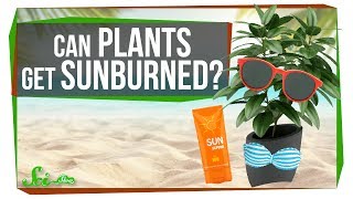 Can Plants Get Sunburned?