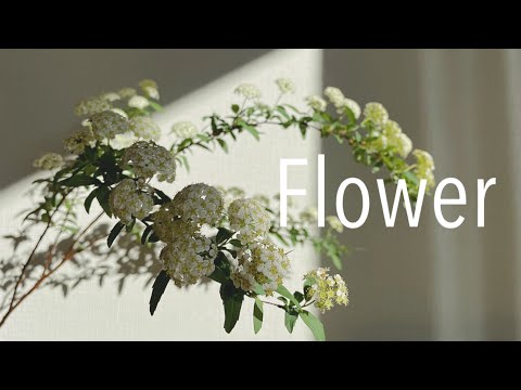 【インテリア】私のお気に入りの花を紹介します！ぜひ癒されてくださいね♪