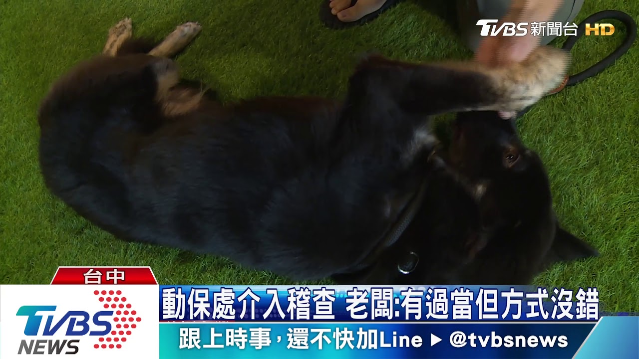 飼主監看寵物旅館電眼 控老闆壓、揍愛犬