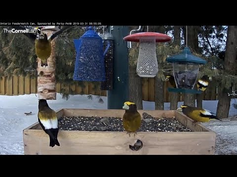 Evening Grosbeaks,  Redpolls & a critter          08 55 05 Video 2019 03 31 090355