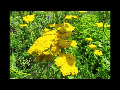 TAM GDZIE SĄ ŁĄKI ZIELONE