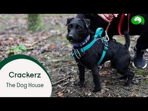 Meet Crackerz | The Dog House | Woodgreen Pets Charity